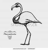 Phoenicopteridae Vector Moa Coloring Graphic Realistic Drawn Sketch Bird Hand Style Billed Broad Clipart Flamingo Pink 470px 7kb Clipground Stock sketch template
