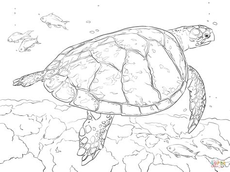 realistic hawksbill sea turtle coloring page  printable coloring