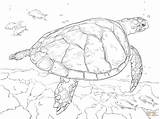 Turtle Coloring Realistic Sea Pages Hawksbill Drawing Printable Animal Leatherback Turtles Animals Ocean Detailed Tumblr Loggerhead Color Supercoloring Print Baby sketch template