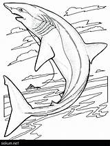 Whale Megalodon Destiny Vikings sketch template