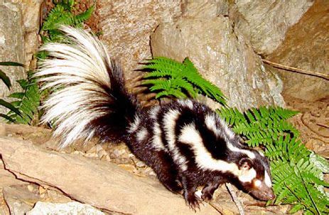 eastern spotted skunk spilogale putorius status listed  special