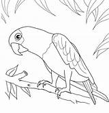 Procoloring Coloring Pages Parrot Printable sketch template