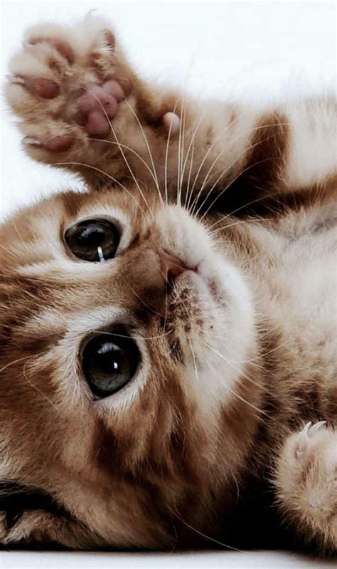 A Peaceful Little Kitten Dump Album On Imgur Cutekittens Kittens
