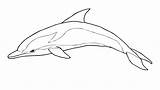 Dolphin Golfinho Dolphins Riscado Jumping Desenho Breaching Bottlenose Golfinhos Silhuetas sketch template
