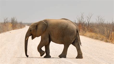 olifanten spreekwoorden en citaten