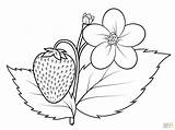 Coloring Pages Hawaiian Flower Getdrawings Flowers sketch template
