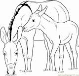 Donkey Zedonk Mother Coloringpages101 sketch template