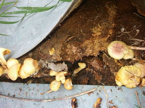 Gold Coast Se Qld Australia Mushroom Hunting And Identification
