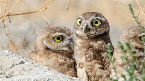 endowment  support burrowing owl research