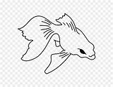 Catfish Flathead Getdrawings Drawing sketch template