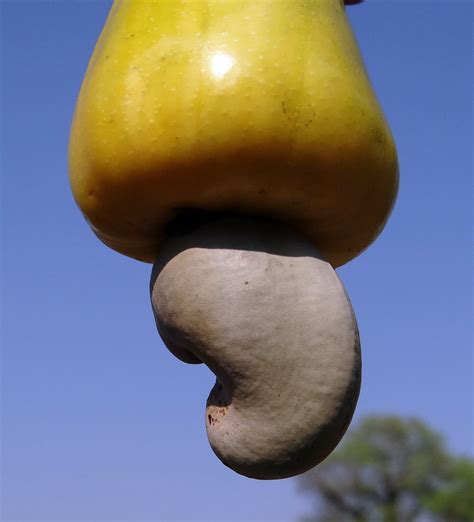 die cashew frucht interessantes ueber den cashewbaum und seine