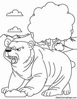 Bear Coloring Pages Grizzly Getcolorings Color sketch template