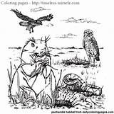 Habitat Animal Coloring Pages Animals Desert Miracle Timeless Prairie Ocean Printablee sketch template