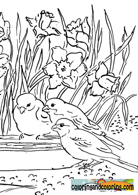 birds  flowers coloring pages  beautiful  relaxing   unwind