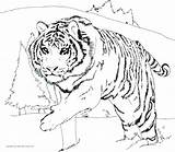 Tiger Coloring Bengal Color Getcolorings sketch template