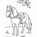 Horse Palomino sketch template