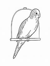 Coloring Pages Parrot Rosella Budgie Print Parakeet Animals Drawing Printable Easy Designlooter 49kb 1000px Birds Getdrawings Comments sketch template