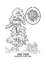 Minnesota State Coloring Tree Flower Pages sketch template