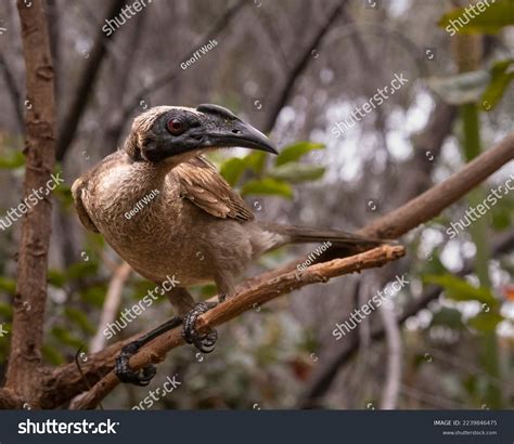 helmeted friarbird stock  images photography shutterstock