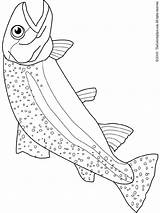 Trout Coloring Pages Colouring Print sketch template