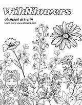 Wildflowers Atinytrip sketch template