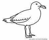 Gull Seagull Facts Seagulls Mouette Dessin Hubpages sketch template