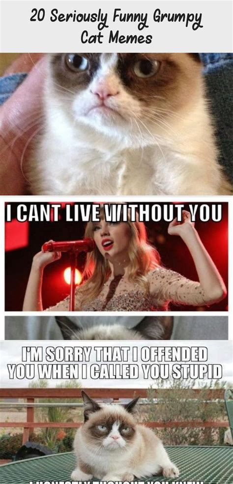 20 seriously funny grumpy cat memes in 2020 grumpy cat humor funny