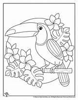 Toucan Woo Birds Colouring Drawings Woojr Justcolorr sketch template