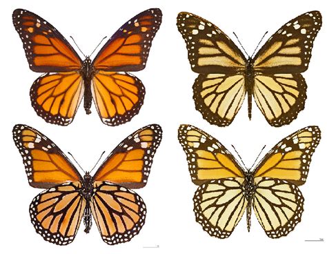 le farfalle monarca viaggiano per più di 4000 km attraversando molti stati americani ed