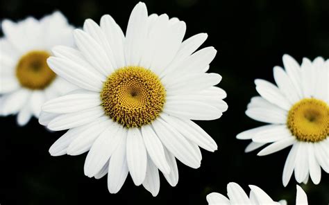 daisy wallpapers top  daisy backgrounds wallpaperaccess