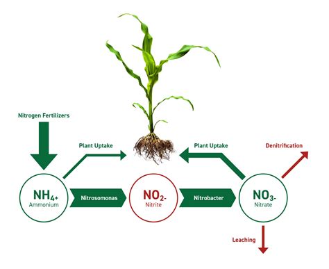nitrogen conversion process impacts  yields agrevival research