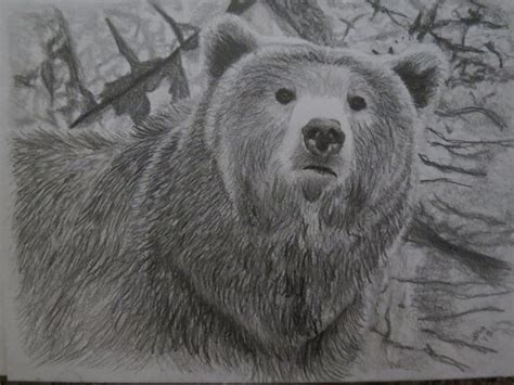 items similar  grizzly bear original portrait pencil sketch