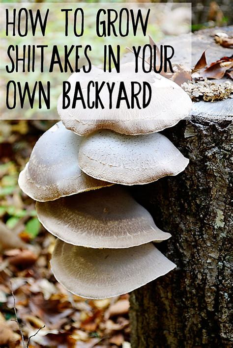 grow shiitake mushrooms    backyard eco snippets