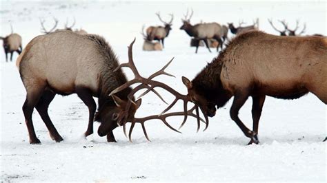 National Elk Refuge Sleigh Rides Jackson Travel Wyoming That S Wy