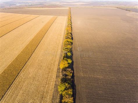 wheat field aerial drone shot stock photo image  farm farmland