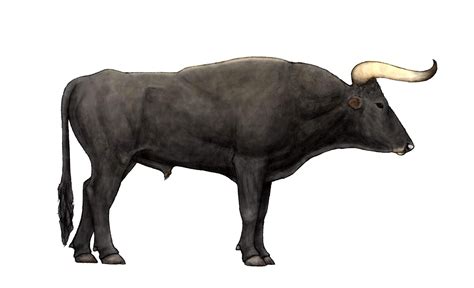 breeding  blog  aurochs  cattle step  step