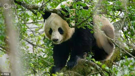 caught in the act first ever footage of giant pandas mating in the