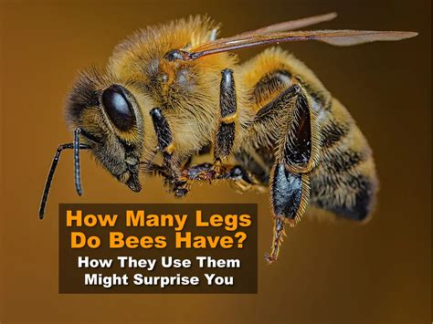 legs  bees       surprise  easy