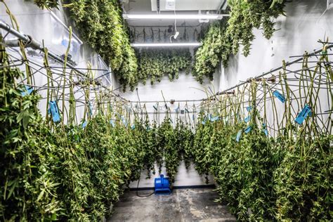 california officials bust huge subterranean pot farm high times