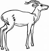 Coloring Impala Antelope Pages Printable Color Drawing Realistic Gazelles Getcolorings Kids Clipart Getdrawings Animals Categories sketch template