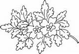 Colorir Foglie Blossoms Fiori Desenhos Coast sketch template