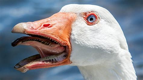 It S Time You Learned The Truth About Geese The Verge