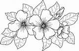 Coloring Pages Flower Drawings Choose Board Digi Stamps Colouring sketch template