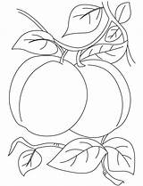 Coloring Apricot Pages Plum Pair Kids Printable Fruits Drawing Fruit Colorat Flower Imagini Vegetables Post Getdrawings Choose Board sketch template