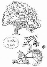 Tree Elderberry Coloring Elder Colouring Drawing Pages Gifts sketch template