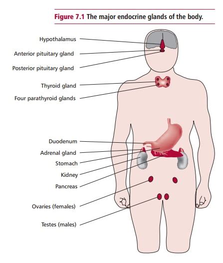 Disorders Of The Endocrine System