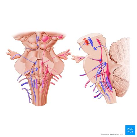 cranial nerve nuclei anatomy and embryology kenhub