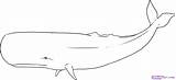 Whale Drawing Sperm Outline Whales Line Coloring Draw Clipart Blue Realistic Gray Humpback Simple Drawings Color Pencil Lessons Animals Paintingvalley sketch template