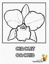 Coloring Orchid Flower Pages Iris sketch template