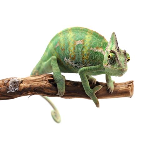 karma karma chameleon… r freekarma4u